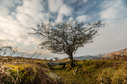 Dartmoor - 20160322