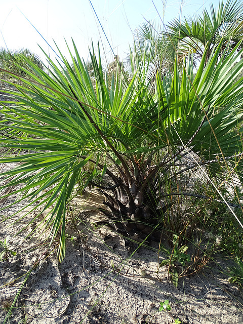 DSC04950 - juvenil de butiá Butia catarinensis, Arecaceae