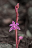 Hexalectris grandiflora (Giant Crested Coralroot orchid)