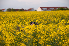 Wo ist die Fotografin?