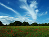 Champ de coquelicots