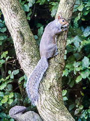 Squirrel posing