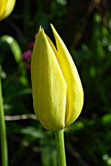 le jardin de mon épouse