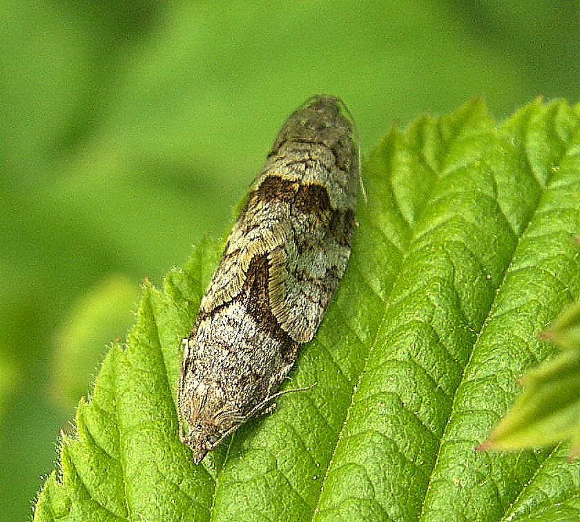 Mating Moths