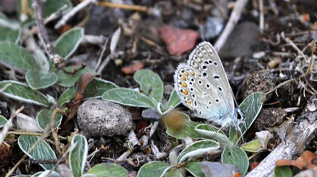 Polyommatus icarus