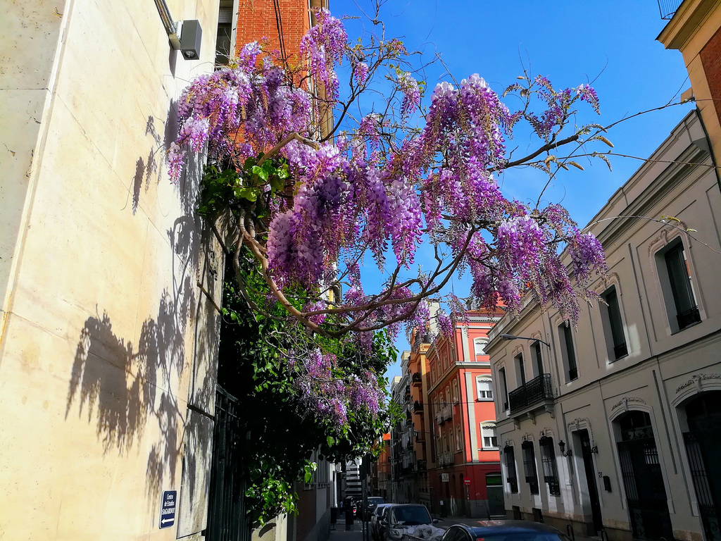 Wisteria, Calle Tutor, Madrid