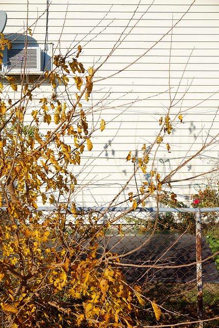 Happy Fence Friday