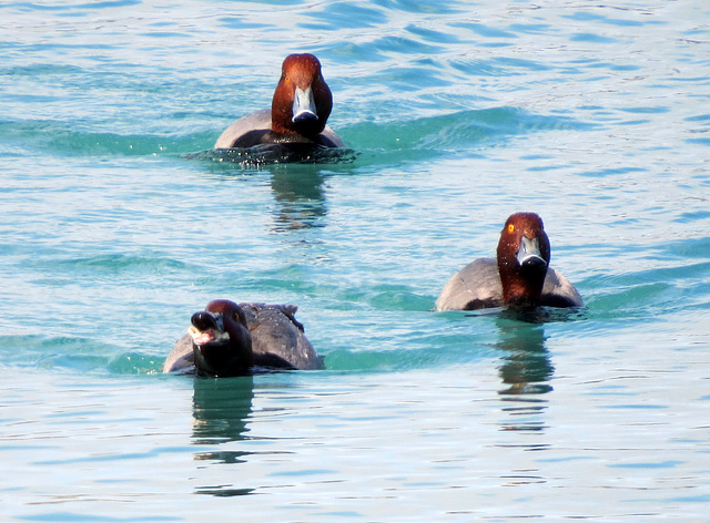 Redheads (Aythya americana)