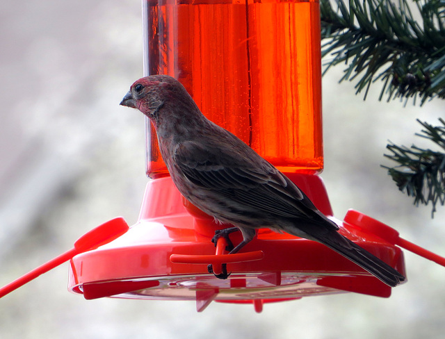 House finch feeding on elderberry jelly.