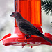 House finch feeding on elderberry jelly.