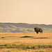 bison and prairie dogs