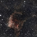 Southern tadpoles. NGC3572
