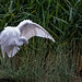 Great white egret