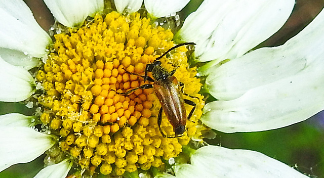 20230613 0901CPw [D~LIP] Rothalsbock (Leptura rubra) [m], Bad Salzuflen