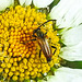 20230613 0901CPw [D~LIP] Rothalsbock (Leptura rubra) [m], Bad Salzuflen