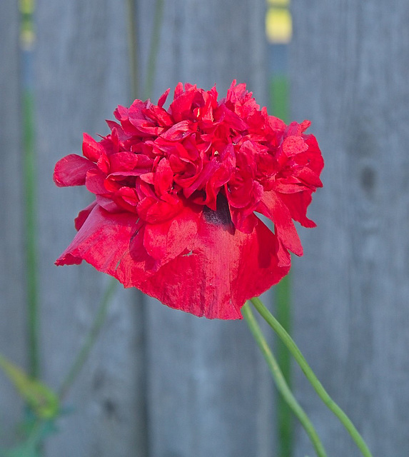 poppy volunteer by a fence