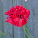 poppy volunteer by a fence