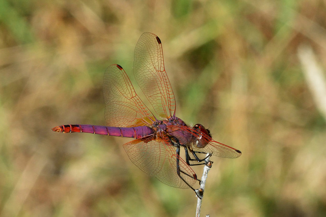 Violet Dropwing m (Trithemis annulata) 8