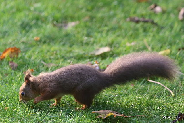 Where did I leave those nuts?