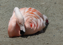 San Francisco Zoo (31) - 19 April 2016