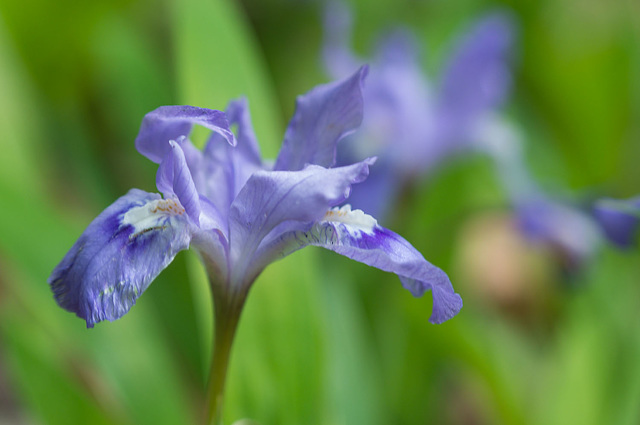 Another Iris Risen