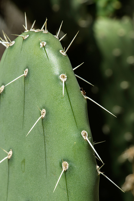 Opuntia