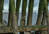 Staithes with a peep through to Tynemouth Pier