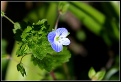 Veronica persica