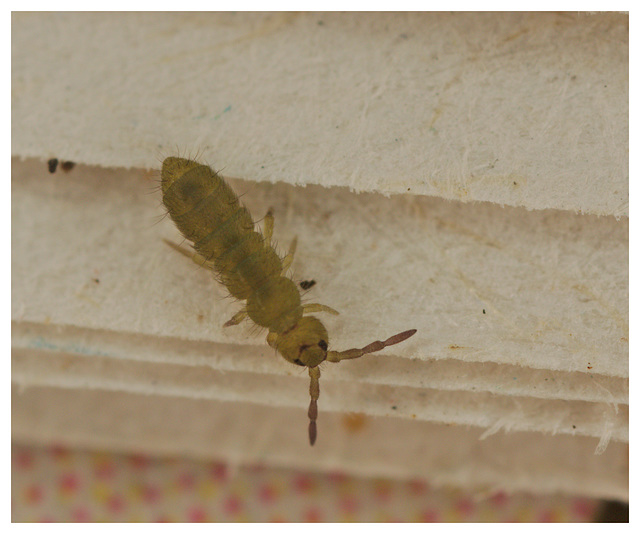 Springtail EF7A2512