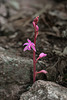 Hexalectris grandiflora (Giant Crested Coralroot orchid)