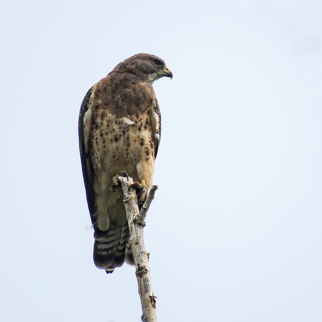 Swainson's Hawk