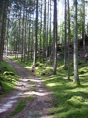 Grüne Hölle bei Bollendorf