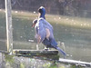 20190216 4446CP~V [D~BI] Kormoran, Tierpark Olderdissen, Bielefeld