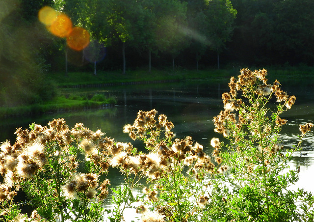 Thistle beam's