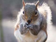 Squirrel posing32