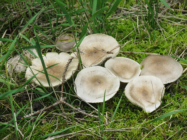 Mushroom cluster