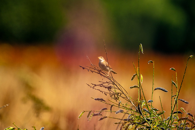 Whitethroat