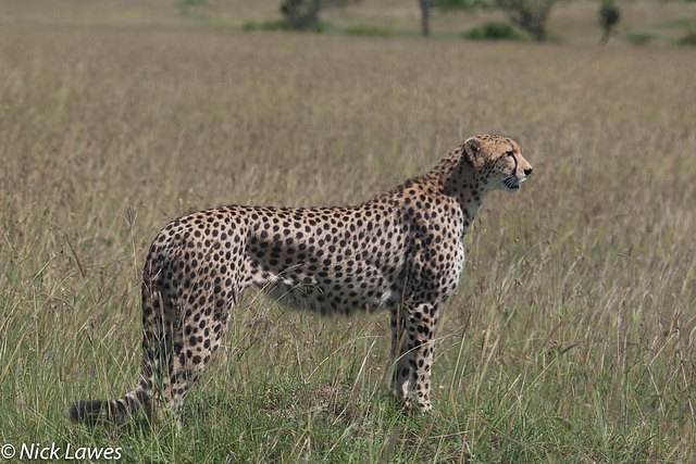 Cheetah