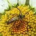 20230613 0902CPw [D~LIP] Rothalsbock (Leptura rubra) [m], Bad Salzuflen