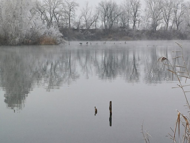 Kormoran im Nebel