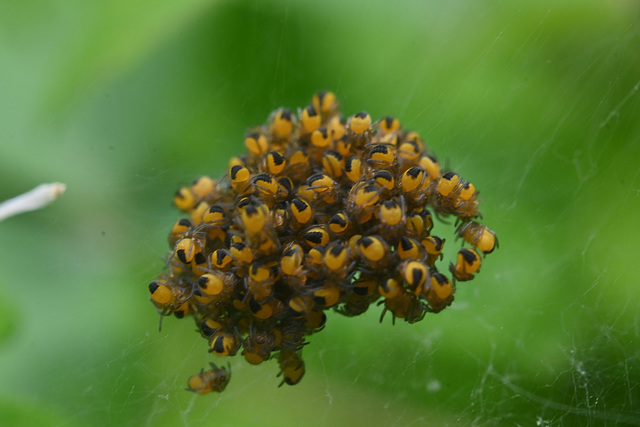 Spider hatchlings_DSC 4301