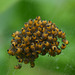 Spider hatchlings_DSC 4301