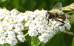 Fly on Achillea Millefolium(Bloemen van Duizendblad)