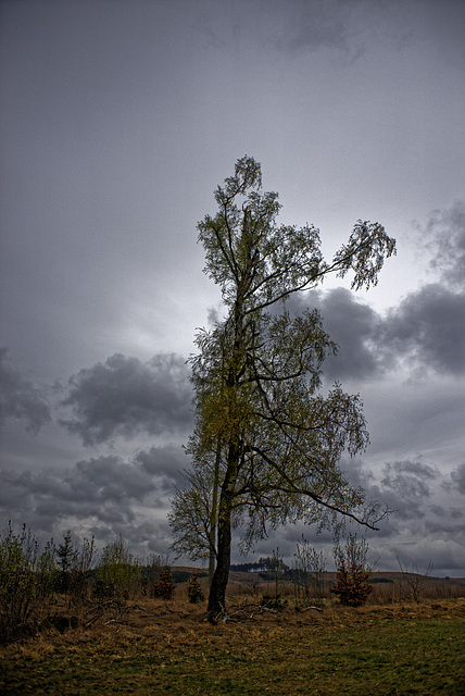 20250413+18+19_Benneckenstein Umfeld Moserteich,Carlshausturm
