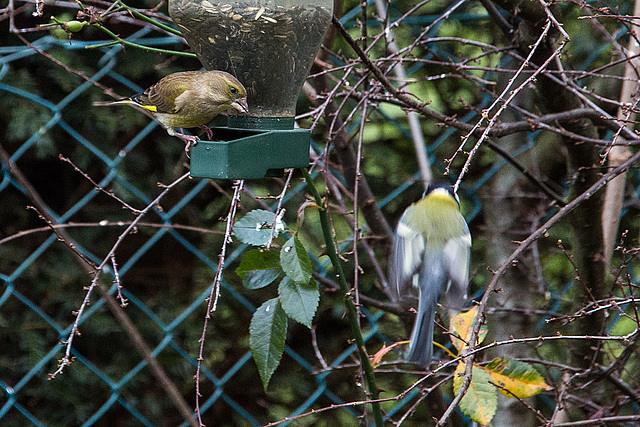 20141228 6126VRAw [D~RI] Grünfink [m] (Carduelis chloris), Kohlmeise (Parus major), Rinteln