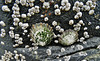 Limpets and Barnacles