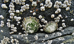 Limpets and Barnacles