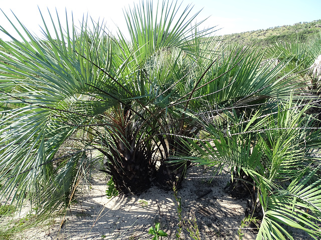 DSC04952 - Adultos de butiá Butia catarinensis, Arecaceae