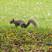 Squirrel in the Park 01