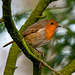 Robin